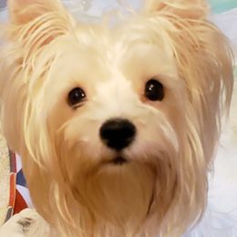 Poppy - Yorkshire Terrier