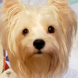 Poppy - Yorkshire Terrier