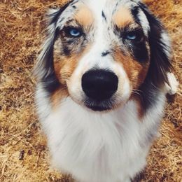 Australian Shepherds from Stumptown Aussies