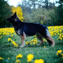 Guilty  - German Shepherd