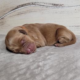 TBD - Dark golden male Golden Retriever puppy in Scurry, Texas from 07 Seven Oaks Goldens and Doodles