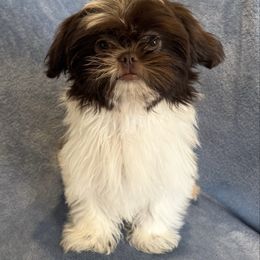 Alfredo - Liver and white male Shih Tzu puppy in California from Boodaboo Shih Tzu’s