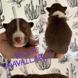Valka - Red female Border Collie puppy in Sanger, California from Flying M Cactus Ranch Buddies