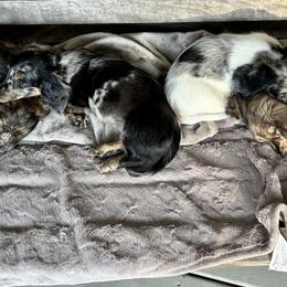 Dachshunds from Boyer’s Dachshunds