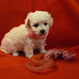 Ursa - White female Maltipoo puppy in Sahuarita, Arizona from Cowgirl's Legacy