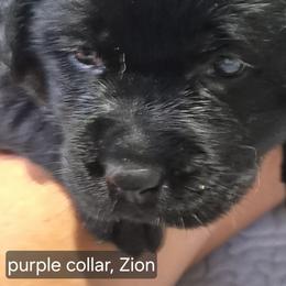 Zion purple collar - Black male Labrador Retriever puppy in Greenwich, Ohio from Pure Gem Kennel