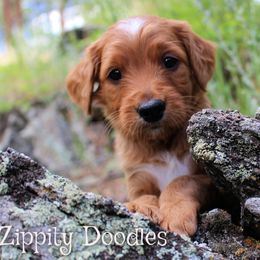 Goldendoodle puppies from Zippity Doodles