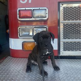 Cane Corso Puppies from Venom Cane Corsos