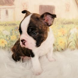 Boston Terrier Puppies from Our Gang Bostons