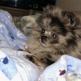 Pomeranians from My Secret Poms