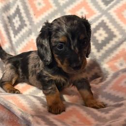 Preston - Dapple male Dachshund puppy in Salem, Oregon from Longdox Mini Dachshunds
