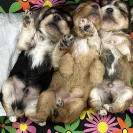 Yorkshire Terrier puppies from Sugar & Spice Yorkies