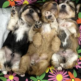 Yorkshire Terrier puppies from Sugar & Spice Yorkies