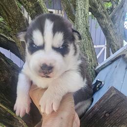 Romeo - Black tan and white male Siberian Husky puppy in Springfield, Massachusetts from 16acreshuskies