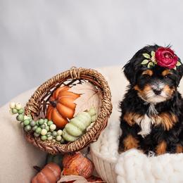 Thankful - Tri-color female Bernedoodle puppy in Athens, Alabama from Brewing Doodles