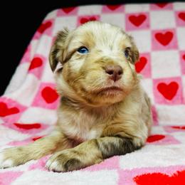 Chopper - Red merle male Miniature Australian Shepherd puppy in Wauchula, Florida from Sun & Moon Aussies