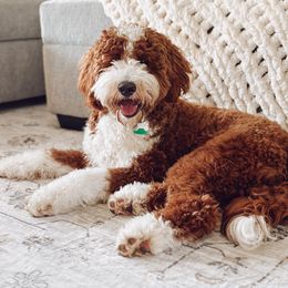 Huxley - Goldendoodle