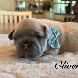 Oliver - Blue fawn male French Bulldog puppy in Hudsonville, Michigan from Willow Farm