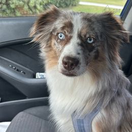 Mercedes - Miniature Australian Shepherd