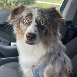 Mercedes - Miniature Australian Shepherd