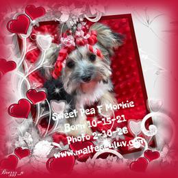 Sweet Pea - White and tan female Maltese puppy in Silverhill, Alabama from Malteseuluv’s Tiny Treasurers