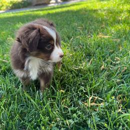 Luna - Red & white female Miniature Australian Shepherd puppy in Las Vegas, Nevada from Marii's Aussies