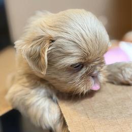 Light pink girl - Lilac female Shih Tzu puppy in Berkeley Springs, West Virginia from Sandridge Shih Tzus
