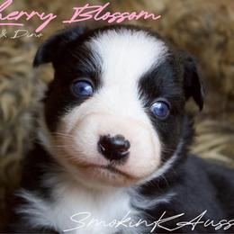 Cherry blossom - Black tri-color female Australian Shepherd puppy in Grapeland, Texas from Smokin K Aussies