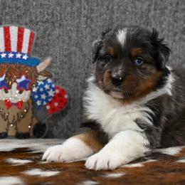 Bonnie - Blue merle female Australian Shepherd puppy in Wichita Falls, Texas from Spotted Mule Aussies