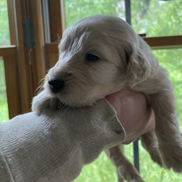 Goldendoodle Puppies from Island Doodles of Maine