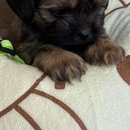 Poodles and Shih Tzus from Carrillo pets