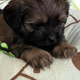 Poodles and Shih Tzus from Carrillo pets