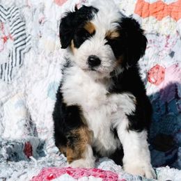 Sage - Tri-color female Bernedoodle puppy in Grove, Oklahoma from Grand Lake Poodles & Doodles