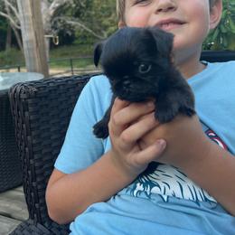 Boy Black rough orange collar - Black male Brussels Griffon puppy in Grove, Oklahoma from Critter918