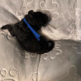 Blue (name to come) - Black male Goldendoodle puppy in Glen Daniel, West Virginia from Dani’s Doodles