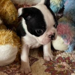 Green colar - Black brindle and white male Boston Terrier puppy in Macon, Georgia from Whispering Willows