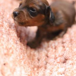 Cooper - Red male Dachshund puppy in Eaton, Ohio from Miniature Alphas Dachshunds