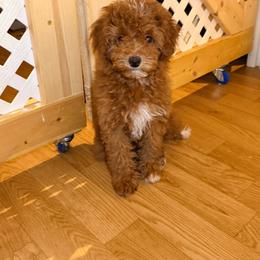 Paige - Red  female Goldendoodle puppy in Cocoa, Florida from The Beach Doodles