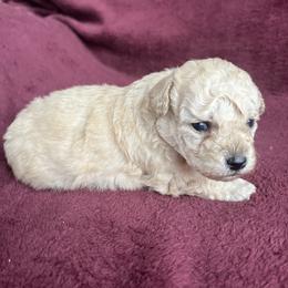 Simba - Cream male Poodle puppy in Mayville, Michigan from Kathy Maize