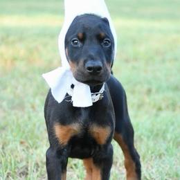 General - Black and rust male Doberman Pinscher puppy in Overton, Texas from Obsidian Kennel