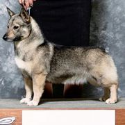 Pembroke Welsh Corgis and Swedish Vallhunds from Denise Hawkins' Corgis