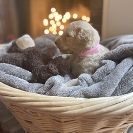 Cockapoo, Goldendoodle, and Poodle Puppies from Mason Farmhouse Poodles, Doodles & Poos (Breeding & Stud Services)