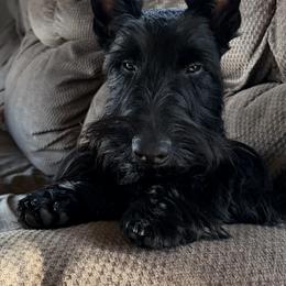 Scottish Terrier puppies from Gail's Scottish Terriers