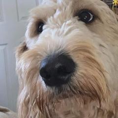 Goldendoodles from Just Doodles by the Bay