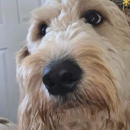 Goldendoodles from Just Doodles by the Bay