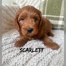 Scarlett - Red  female Goldendoodle puppy in Glendale, Arizona from Follow Your Bliss Doodles