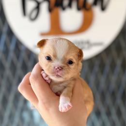 Brock - Red and white male Chihuahua puppy in Harrison, Michigan from Cloud9 Chihuahuas