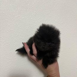 Spooky - Black male Pomeranian puppy in Rockledge, Florida from Skye pomeranians