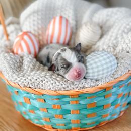Australian Shepherd Puppies from Ember Aussies NJ/NY/PA