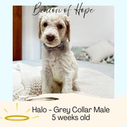 Halo - Apricot male Goldendoodle puppy in Montgomery, Texas from Dacus Doodles
